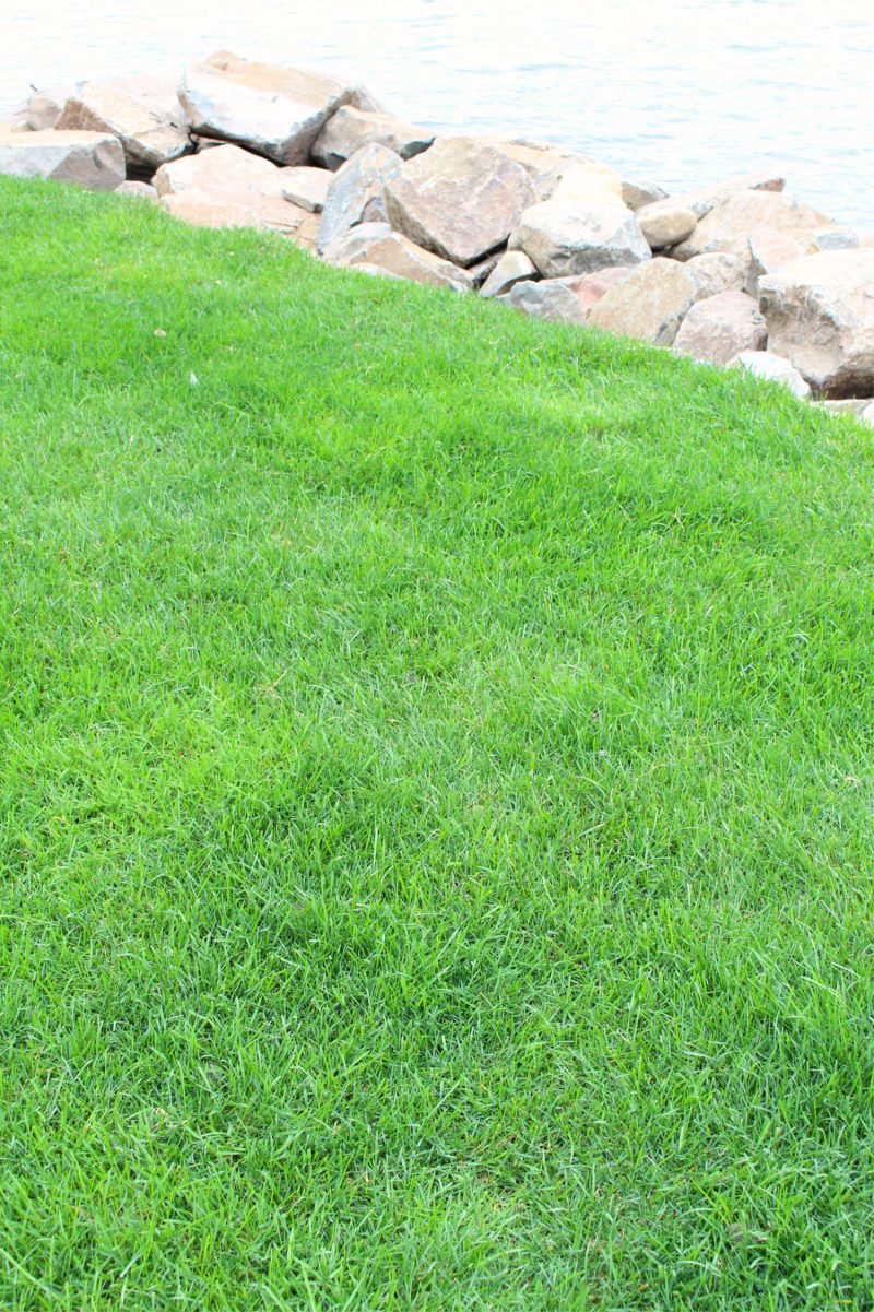 Sod vs. Grass Seed: I Tried Both!