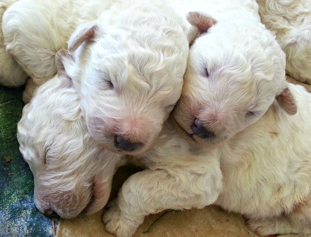GROOMING A KOMONDOR