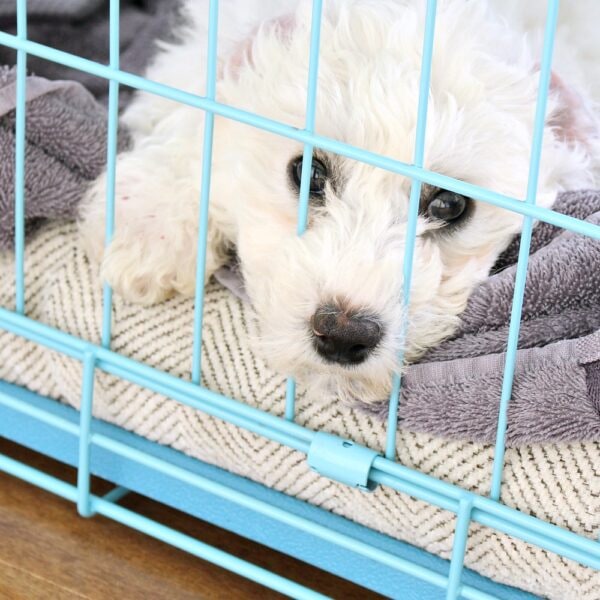 PUPPY MUST HAVES
