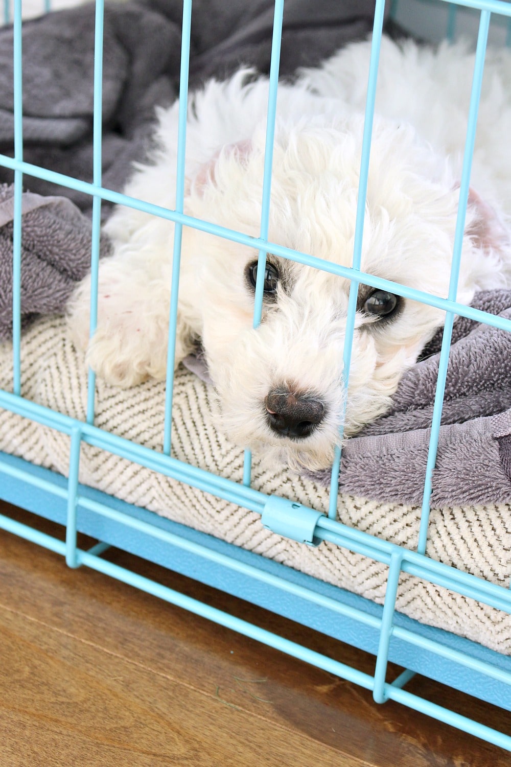 PUPPY MUST HAVES