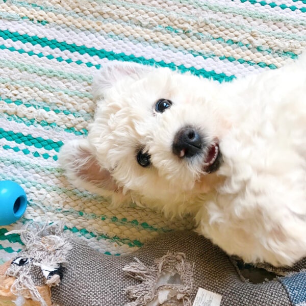 BICHON PUPPY