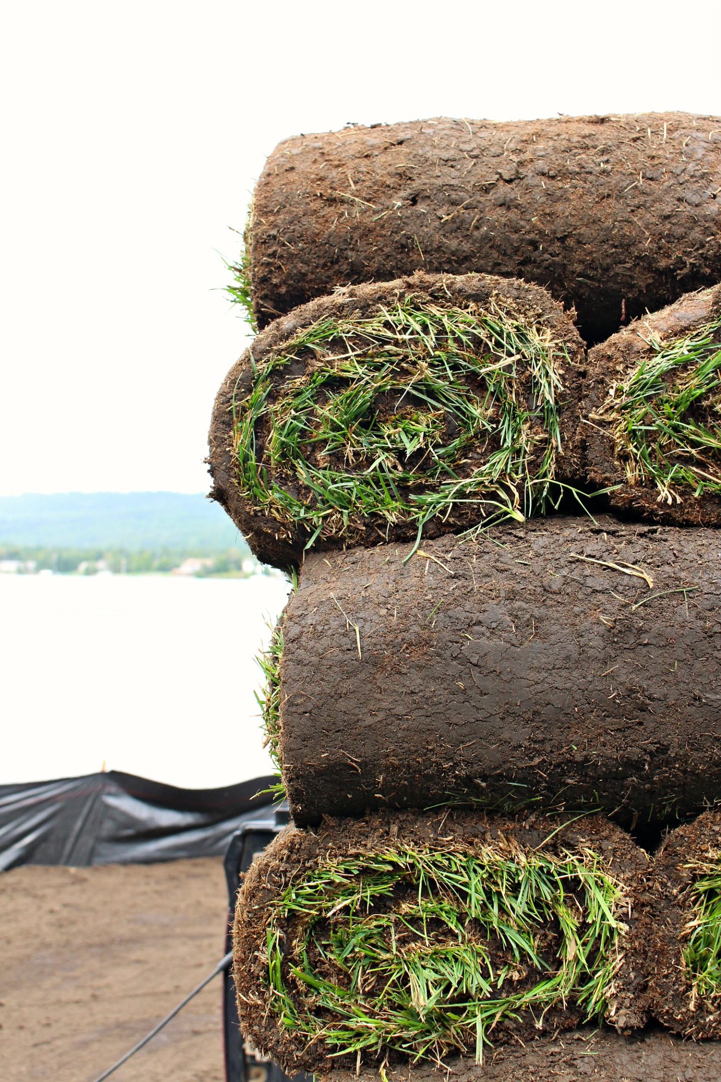 GRASS SEED VS SOD
