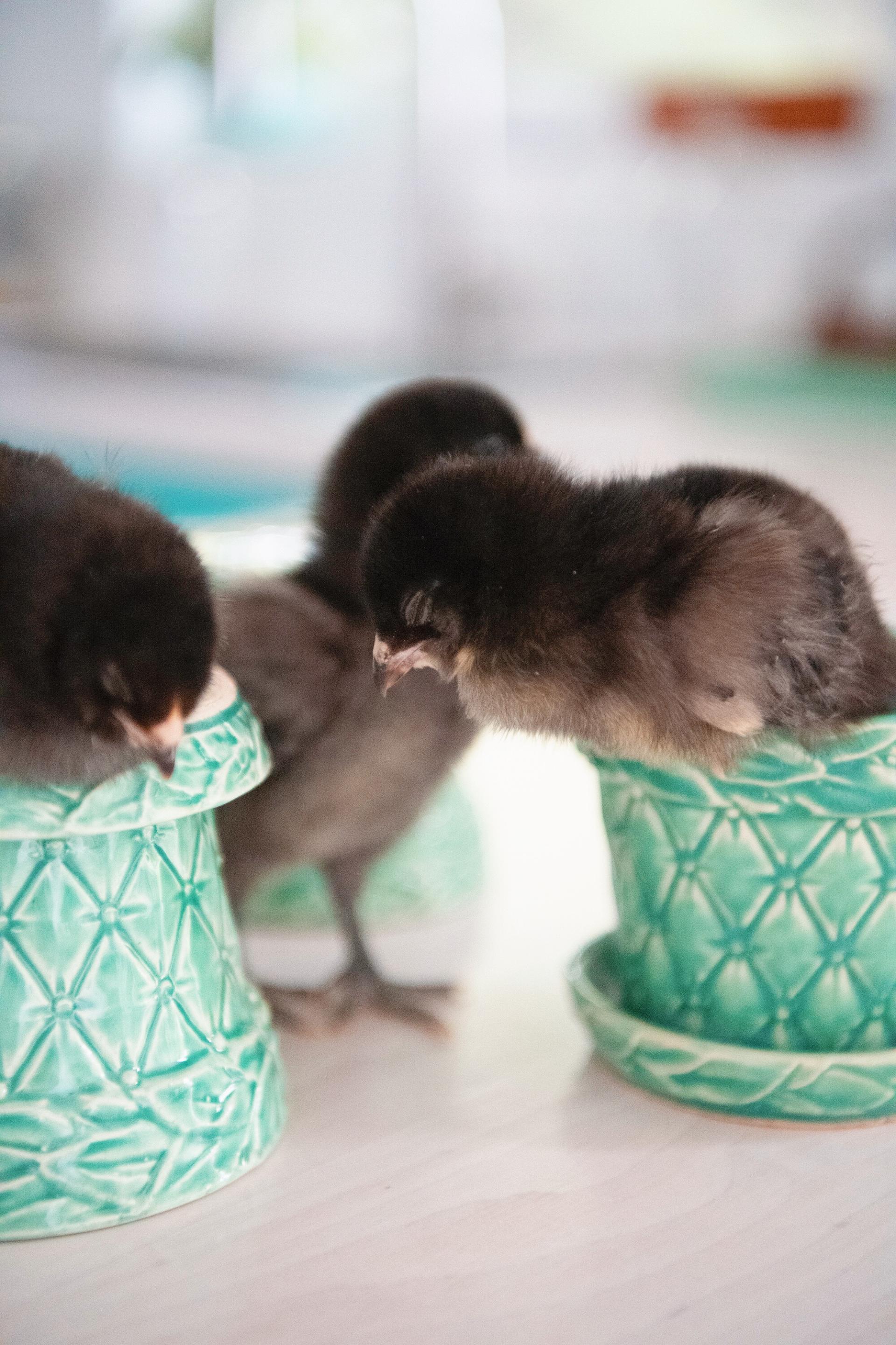How to Set up a Brooder for Chicks