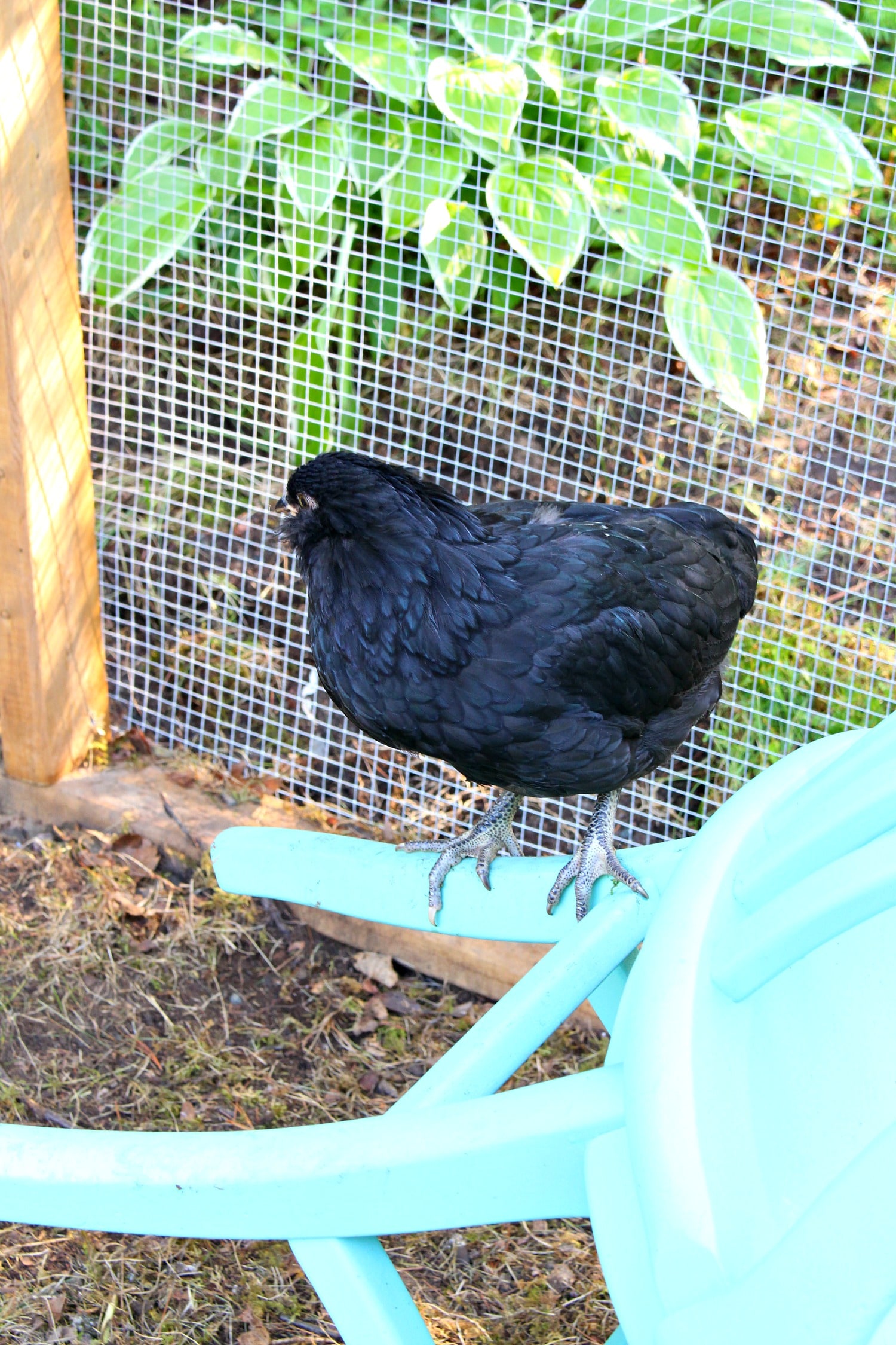 We Had to Cull a Chick, Pewter is an Imposter & Other Chick Updates