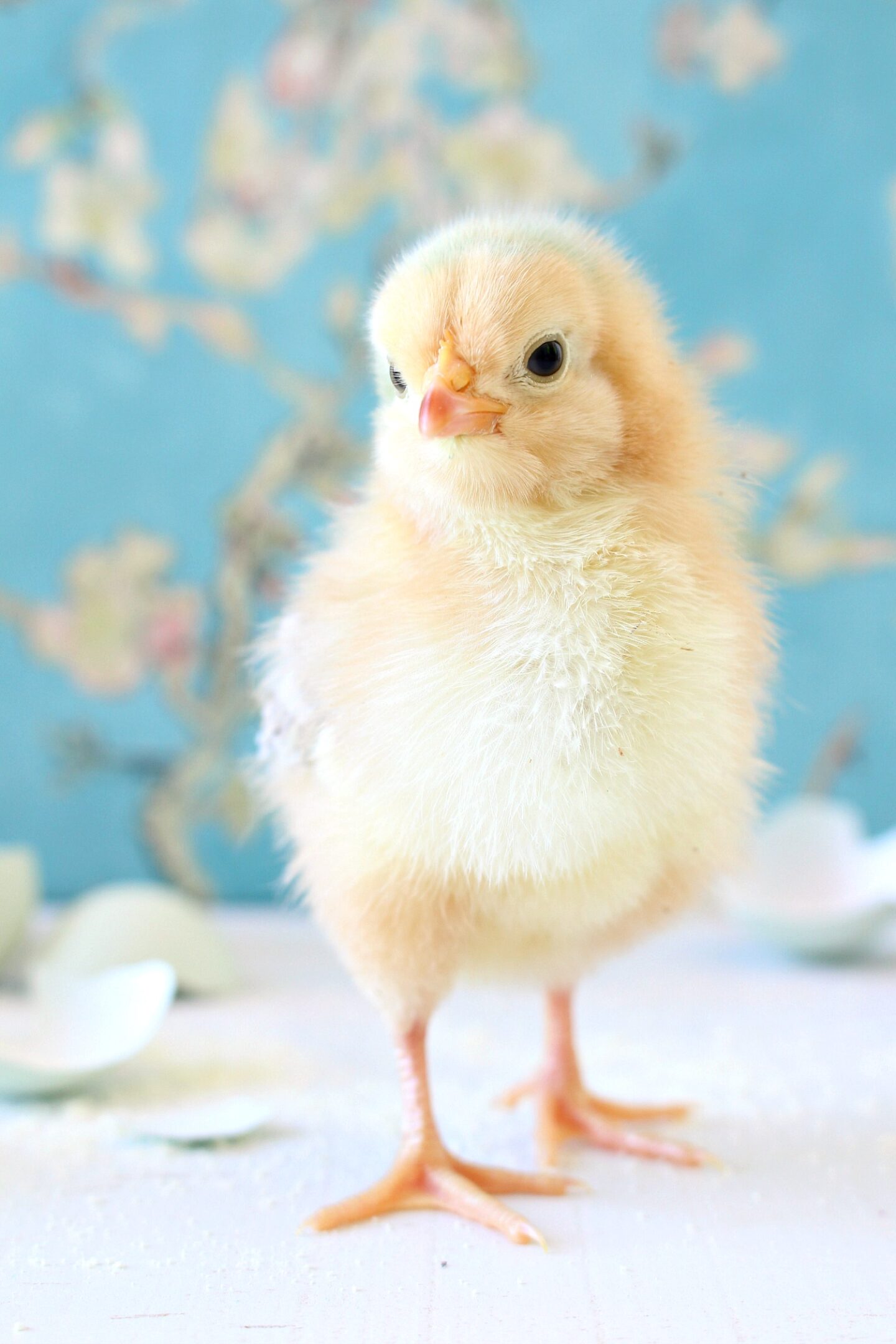 Spring Baby Chick Photos | We Got a New Batch of Chicks!