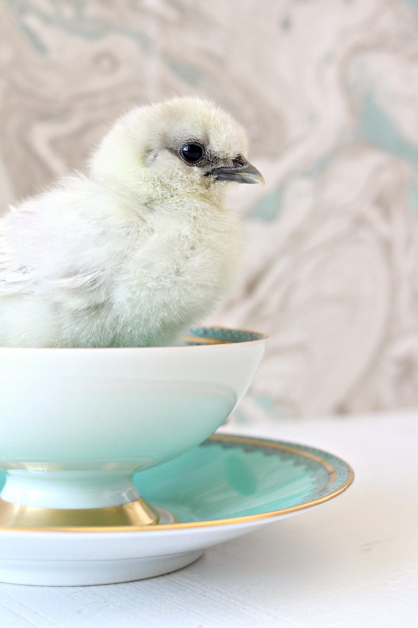 Baby Chicks Photo Shoot Vol. 2