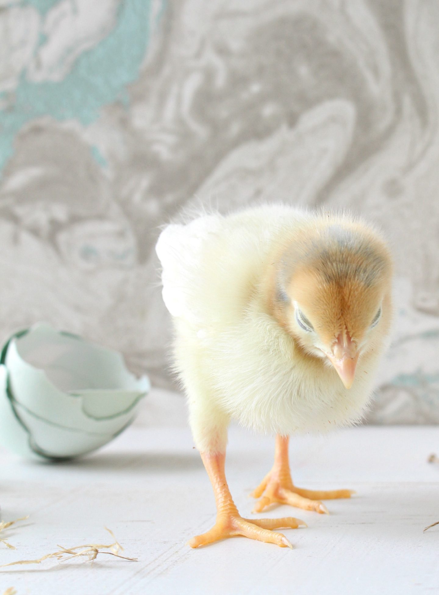 Sad Chicken Stories
