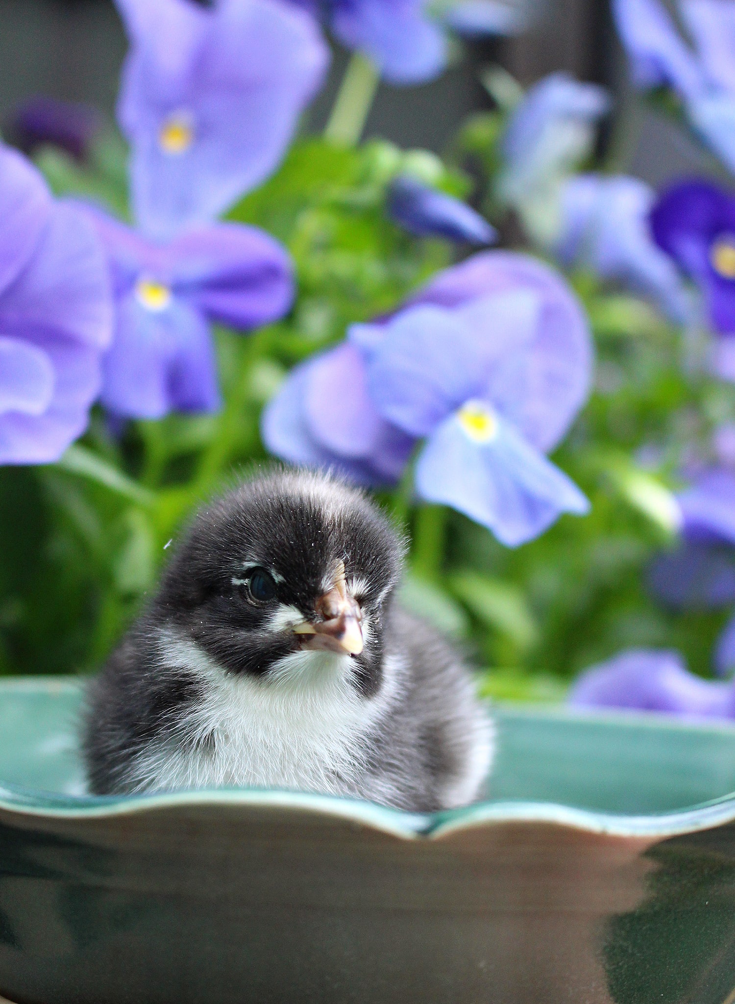 Hatching Eggs with My Broody Hen