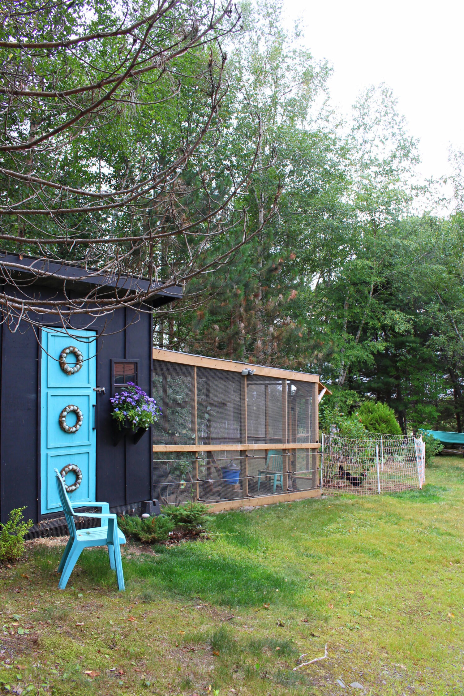How to Keep Free Ranging Chickens Safe